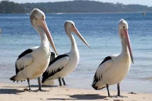 Pelican Sands Scamander Extérieur photo