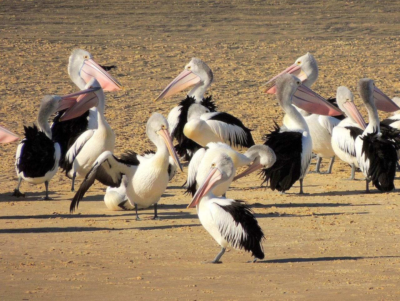 Pelican Sands Scamander Extérieur photo